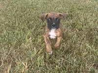 Chevy, a male Boxer for sale in Allons, TN – 9 of 10