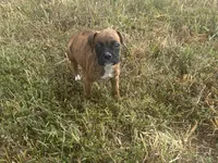 Chevy, a male Boxer for sale in Allons, TN – 10 of 10