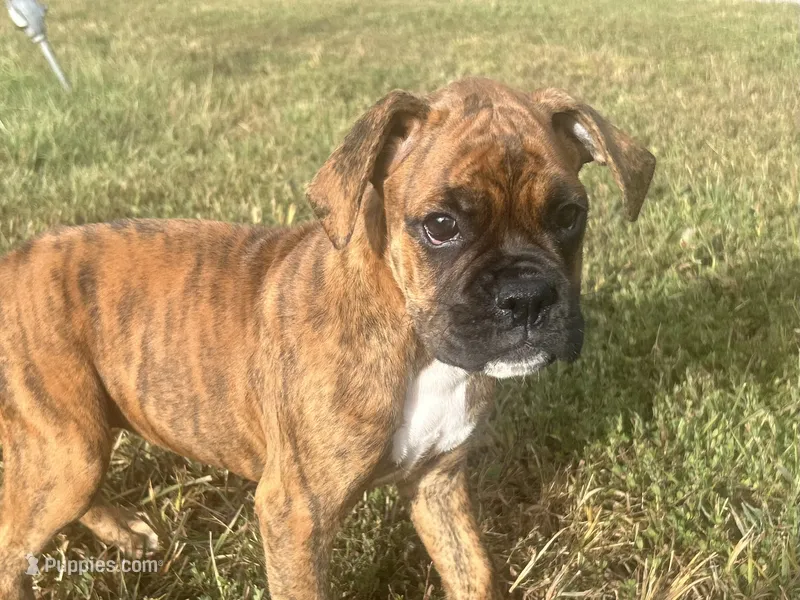 Vette – Boxer puppy for sale in Allons, TN