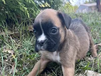 Vega, a female Boxer for sale in Allons, TN – Photo 4 of 6