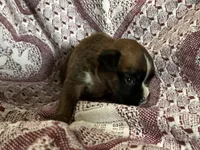 Vega, a female Boxer for sale in Allons, TN – Photo 2 of 6