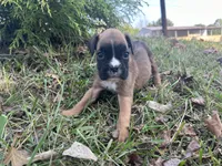 Vega, a female Boxer for sale in Allons, TN – Photo 5 of 6
