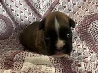 Vega, a female Boxer for sale in Allons, TN – Photo 3 of 6