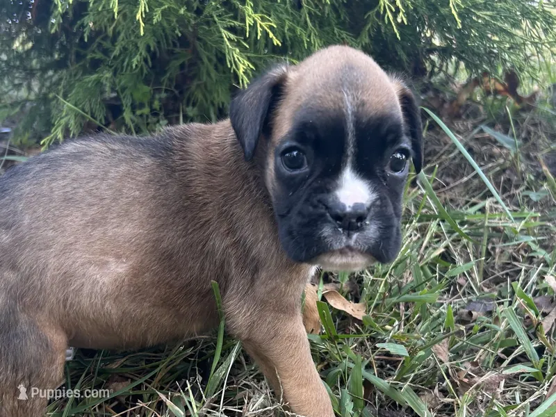 Vega, a female Boxer for sale in Allons, TN – Photo 1 of 6