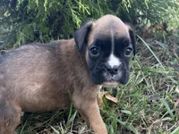 Vega, a female Boxer for sale in Allons, TN – Photo 1 of 6