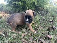 Vega, a female Boxer for sale in Allons, TN – Photo 6 of 6