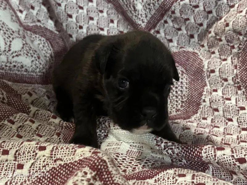 Luv, a female Boxer for sale in Allons, TN – Photo 1 of 4