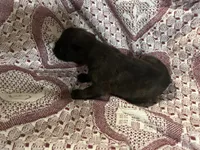 Luv, a female Boxer for sale in Allons, TN – Photo 2 of 4