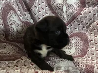 Luv, a female Boxer for sale in Allons, TN – Photo 3 of 4