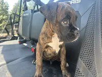 Monte, a male Boxer for sale in Allons, TN – 9 of 9