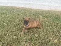 Chevy, a male Boxer for sale in Allons, TN – 5 of 10