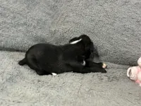 Luv, a female Boxer for sale in Allons, TN – Photo 5 of 5