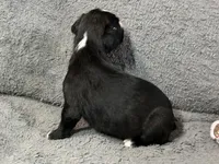 Luv, a female Boxer for sale in Allons, TN – Photo 4 of 5