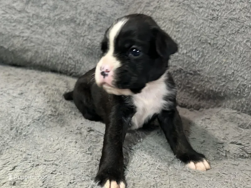 Luv, a female Boxer for sale in Allons, TN – Photo 1 of 5