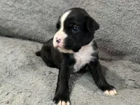 Luv, a female Boxer for sale in Allons, TN – Photo 1 of 5