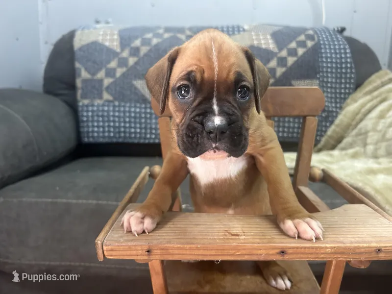Nova – Boxer puppy for sale in Allons, TN