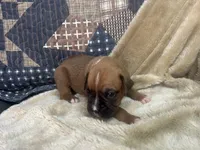 Nova, a female Boxer for sale in Allons, TN – Photo 3 of 5