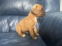 Nova, a female Boxer for sale in Allons, TN – 8 of 9