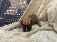 Nova, a female Boxer for sale in Allons, TN – Photo 1 of 5