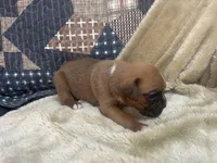 Nova, a female Boxer for sale in Allons, TN – Photo 5 of 5