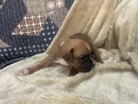 Nova, a female Boxer for sale in Allons, TN – Photo 2 of 5