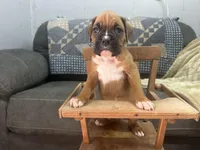 Nova, a female Boxer for sale in Allons, TN – 7 of 9