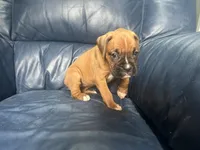 Nova, a female Boxer for sale in Allons, TN – 9 of 9