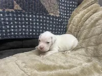 Blue, a male Boxer for sale in Allons, TN – Photo 3 of 3