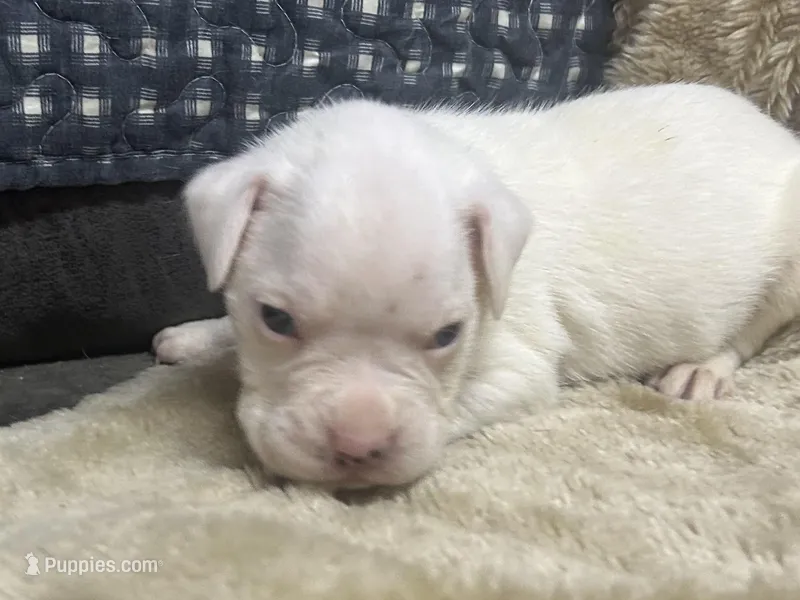 Blue – Boxer puppy for sale in Allons, TN