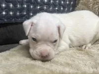 Blue, a male Boxer for sale in Allons, TN – Photo 1 of 3