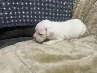 Blue, a male Boxer for sale in Allons, TN – Photo 2 of 3