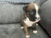 Chevy, a male Boxer for sale in Allons, TN – 3 of 4
