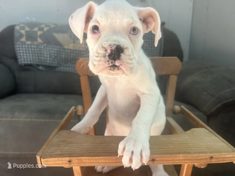 Blue – Boxer puppy for sale in Allons, TN