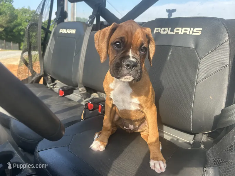 Nova – Boxer puppy for sale in Allons, TN