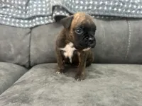 Monza, a male Boxer for sale in Allons, TN – 3 of 4