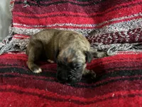 Cheyenne, a female Boxer for sale in Allons, TN – Photo 4 of 6