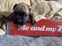 Cheyenne, a female Boxer for sale in Allons, TN – Photo 5 of 6