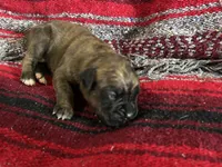 Cheyenne, a female Boxer for sale in Allons, TN – Photo 3 of 6