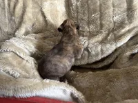 Cheyenne, a female Boxer for sale in Allons, TN – Photo 6 of 6