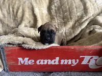 Cheyenne, a female Boxer for sale in Allons, TN – Photo 1 of 6