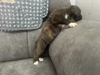 Yukon, a male Boxer for sale in Allons, TN – 4 of 4