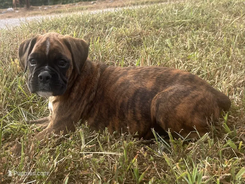 Sierra  – Boxer puppy for sale in Allons, TN
