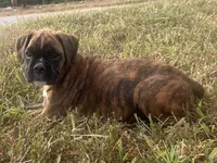Sierra , a female Boxer for sale in Allons, TN – 1 of 10