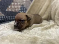 Chevy, a male Boxer for sale in Allons, TN – Photo 4 of 6