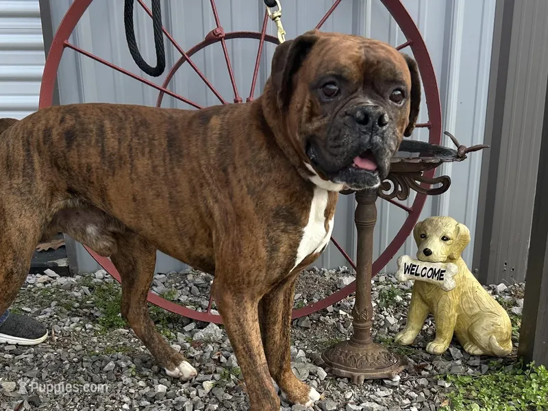 Chevelles pups – Boxer puppy for sale in Allons, TN