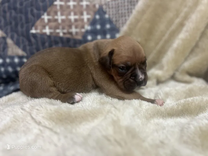 Chevy – Boxer puppy for sale in Allons, TN