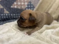 Chevy, a male Boxer for sale in Allons, TN – Photo 5 of 6