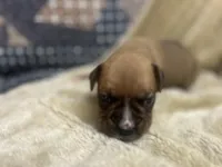 Chevy, a male Boxer for sale in Allons, TN – Photo 6 of 6