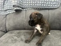 Monte, a male Boxer for sale in Allons, TN – 3 of 4