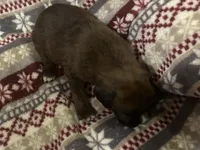 Monza, a male Boxer for sale in Allons, TN – Photo 7 of 7